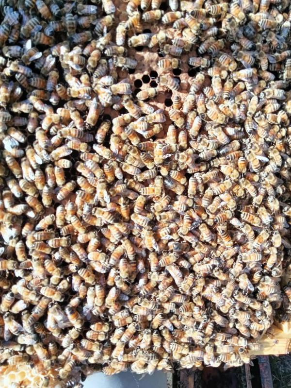 與義大利蜜蜂的一次親密接觸 與義大利蜜蜂的一次親密接觸