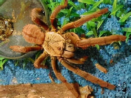 神奇的蜘蛛 神奇的蜘蛛