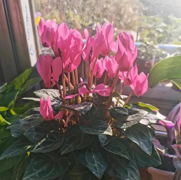 這些“年宵花”,現在開始養,過年就開花,紅紅火火,吉利喜慶 這些“年宵花”,現在開始養,過年就開花,紅紅火火,吉利喜慶