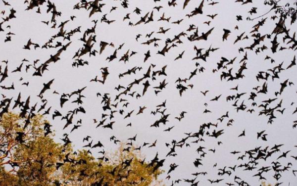 它們是地球上,唯一真正會飛翔的哺乳動物,可是卻不怎麼引人注目 它們是地球上,唯一真正會飛翔的哺乳動物,可是卻不怎麼引人注目