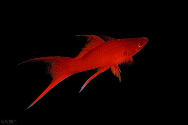 紅劍魚怎麼養？要學會創造條件，教你10招，輕鬆養好紅劍魚