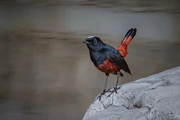 京西驚現白頂溪鴝!在平原地帶屬罕見鳥種 京西驚現白頂溪鴝!在平原地帶屬罕見鳥種