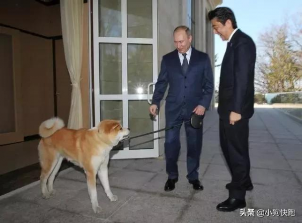 盤點最乖巧聽話的狗狗；快看看，你家的毛孩子上榜了嗎？