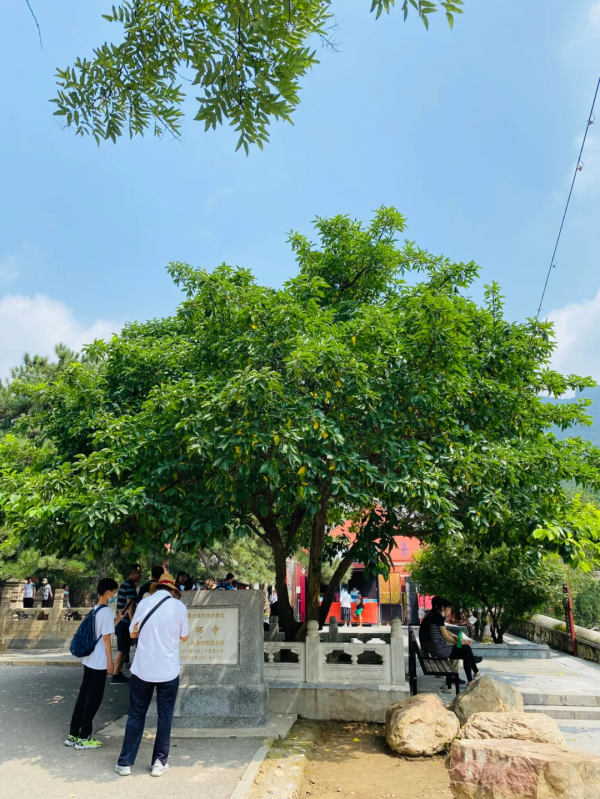 潭柘寺的“柘”，原來如此~！