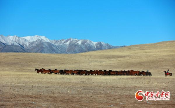 甘肅山丹馬場：祁連山下萬馬奔騰