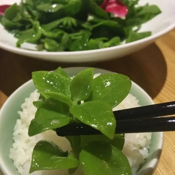 吃剩的青菜根，埋進花盆裡，澆點水，冒出小菜園，半年摘不完