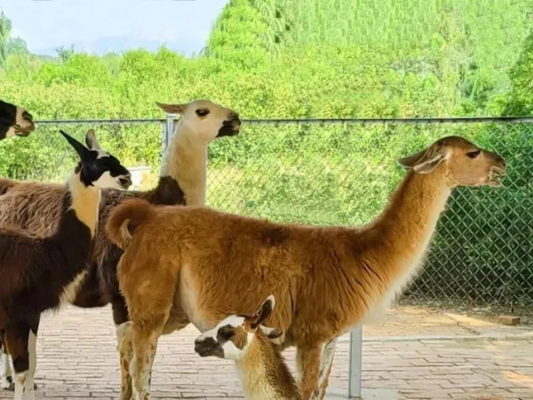 憨態可掬惹人愛！這樣的小可愛，誰能忍心拒絕呢？