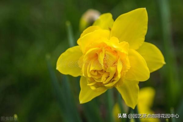 水培水仙花，你學廢了嗎？