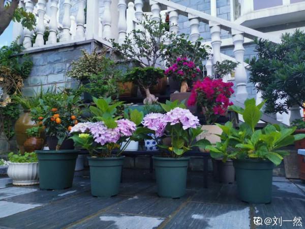 天台花園VS低層庭院，哪裡養花更方便？