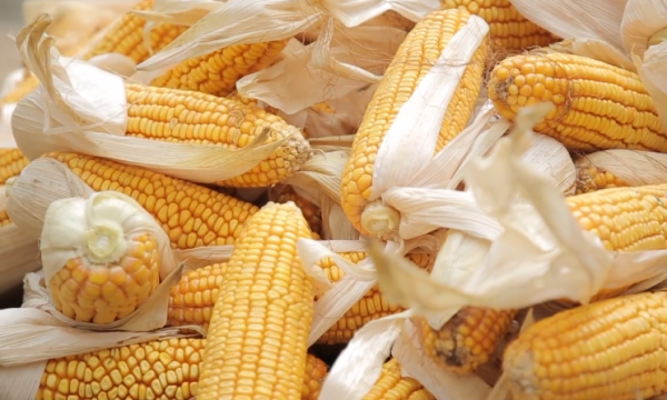 今年極端天氣,玉米受災嚴重,為啥還是豐收年?農戶有疑惑 今年極端天氣,玉米受災嚴重,為啥還是豐收年?農戶有疑惑