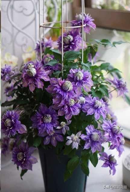 鐵線蓮早春養護攻略，做好這4件事，愛開花不立枯