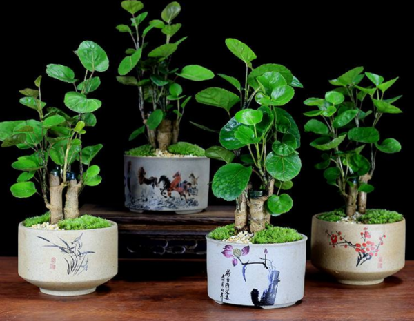 名字和錢有關的5種盆栽，放室內好看好養，帶來好運氣好寓意