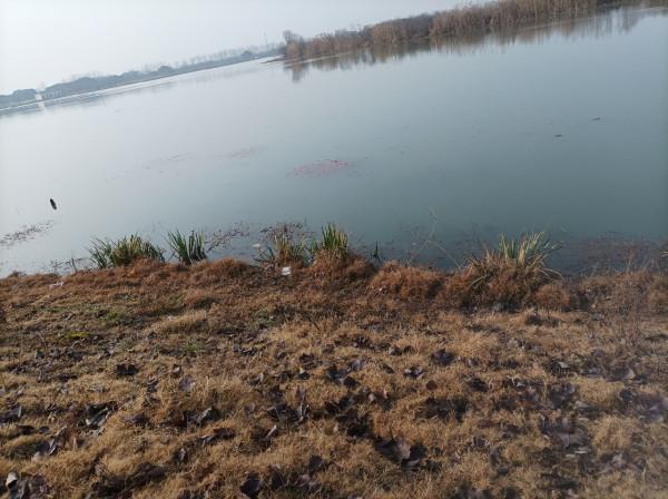 來自北賽湖探釣意外發現——外來物種