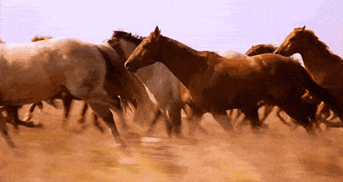 30多幅駿馬奔騰圖欣賞