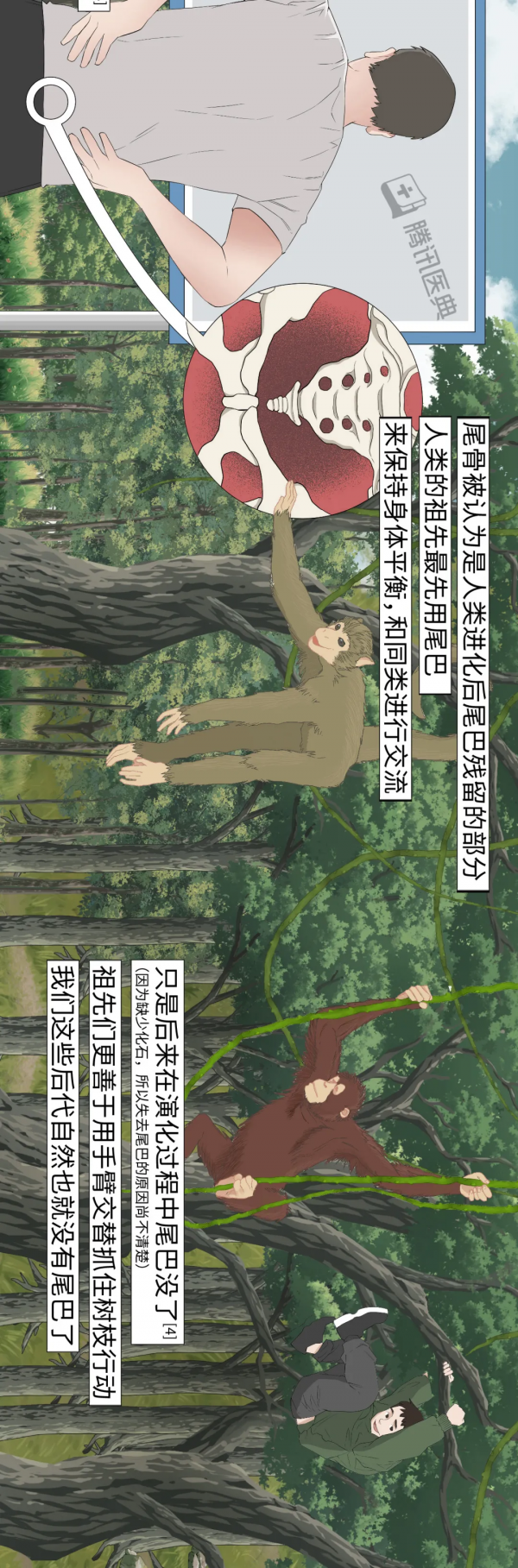 被你嫌棄的智齒、闌尾，其實在默默保護你......