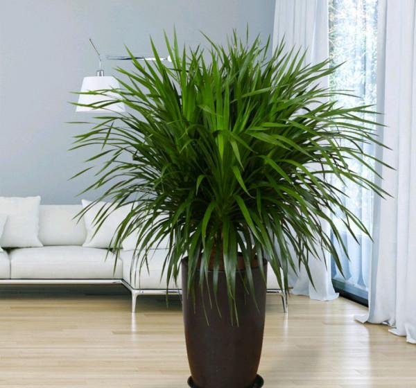 100種觀葉綠植,50種大型的,50種小型的,家裡沒有陽光也能養 100種觀葉綠植,50種大型的,50種小型的,家裡沒有陽光也能養