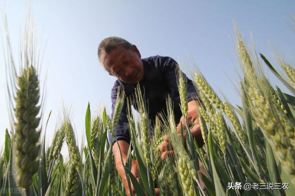 小麥想高產，只需記住“一千斤長相，八九百斤的產量”，效益翻倍