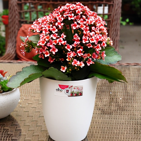 公認的“八種旺財花”,適合養在家裡,不僅寓意好,還很養人 公認的“八種旺財花”,適合養在家裡,不僅寓意好,還很養人