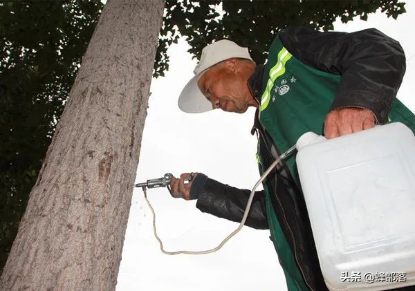害蟲躲進樹幹蛀食樹心，農村人使出“隔空打蟲”，3招輕鬆解決