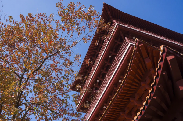 元旦帶上家人跟鐘山這位新晉“網紅”合個影吧！