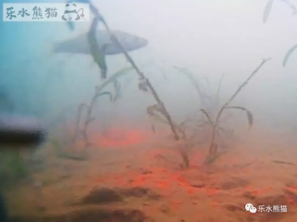 拆壞了攝像頭，終於搞明白探魚器的N個問題