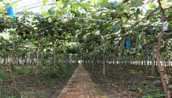 紫輝生態 碩果累累 紫輝生態 碩果累累