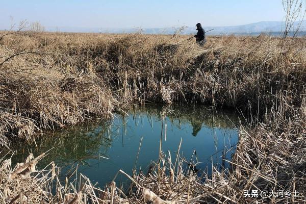 寒冬臘月的黃河邊，大哥抱杆垂釣，說教你三招就能釣到大板鯽