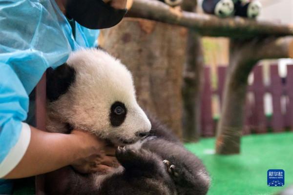 馬來西亞出生的第三隻大熊貓寶寶首次公開亮相