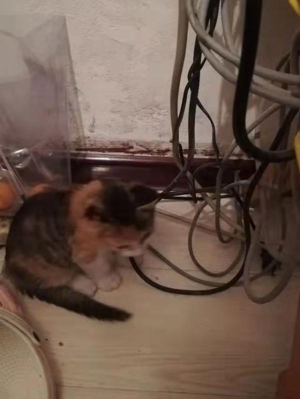 我可愛的小貓咪