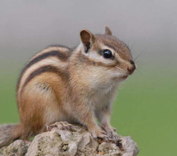金花松鼠如何飼養 金花松鼠如何飼養