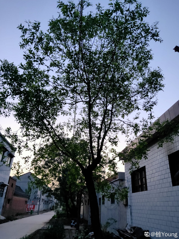 家裡有院子的,4種樹鎮宅好寓意,創造條件也要種 家裡有院子的,4種樹鎮宅好寓意,創造條件也要種