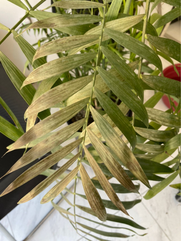 小區垃圾桶撿到花,看我“起死回生”,垃圾桶簡直是我的撿花寶地 小區垃圾桶撿到花,看我“起死回生”,垃圾桶簡直是我的撿花寶地