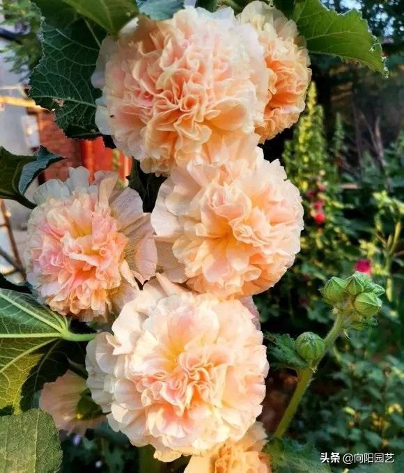 開春養花，首選這12種，花開200天，風吹日曬都不怕，爆開不停