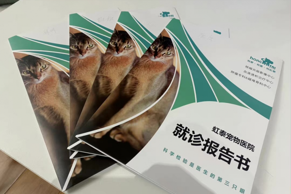 養貓一個月開銷多少？需要做哪些準備？資深鏟屎官為您解答