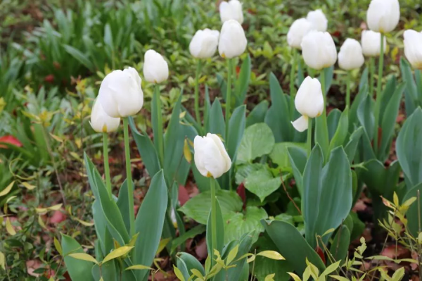 想要春日花園更多彩，不能少了它們