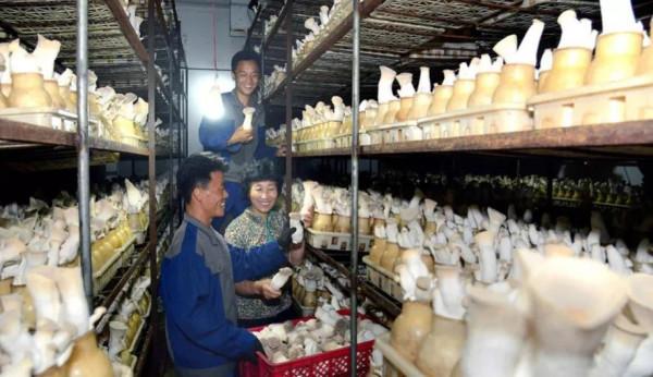 朝鮮：“蘑菇之國”