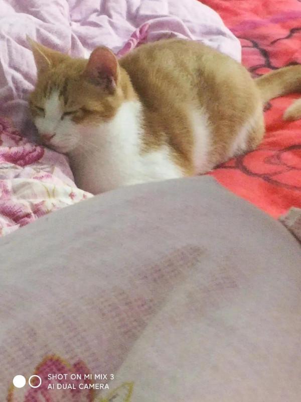 夏天的時候在田地裡收養的小貓咪，如今已然變成了胖橘
