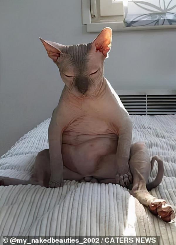 別的貓胖起來算可愛,無毛貓胖起來的畫風...噗哈哈哈哈 別的貓胖起來算可愛,無毛貓胖起來的畫風...噗哈哈哈哈