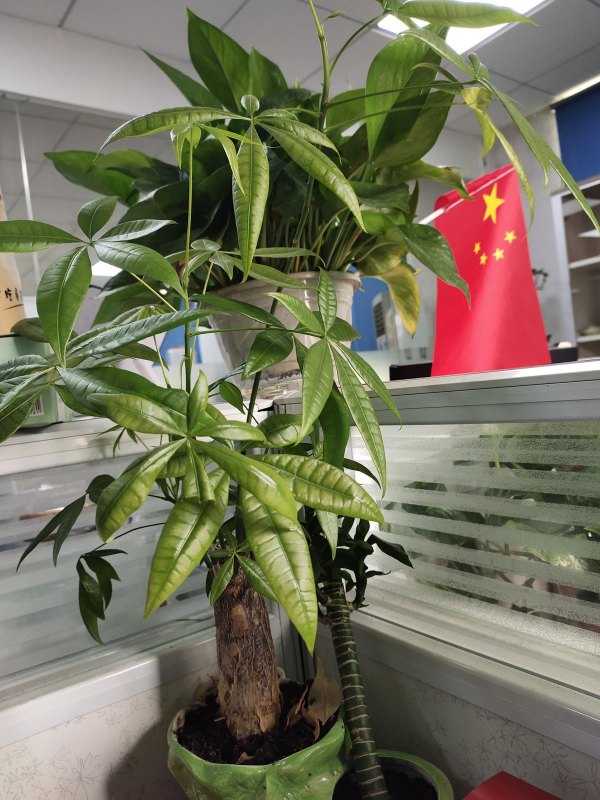 3種花就得用小盆&OpenCurlyDoubleQuote;擠著養&rdquo;，盆小水少，反而長得旺盛