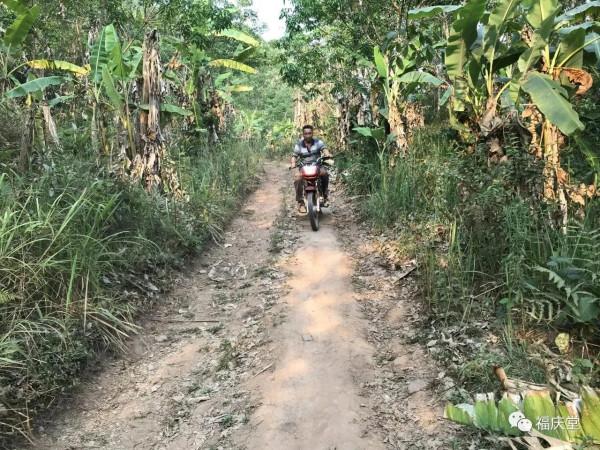 古茶高階品質的形成鳳凰窩(易武古茶樹) 古茶高階品質的形成鳳凰窩(易武古茶樹)