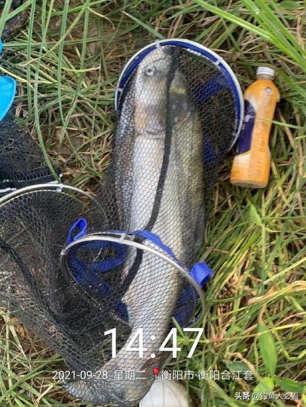 湘江垂釣鰱鱅與小結 湘江垂釣鰱鱅與小結