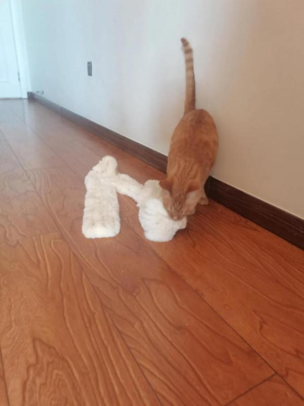 天性未泯的大橘