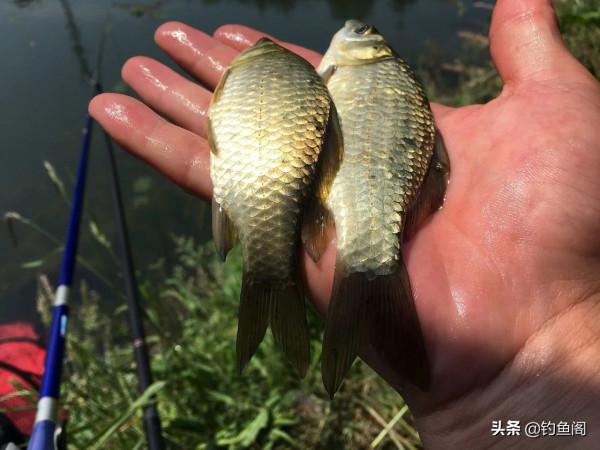 降溫天魚口輕,釣靈好還是釣鈍好?這幾個重點圈起來要考 降溫天魚口輕,釣靈好還是釣鈍好?這幾個重點圈起來要考