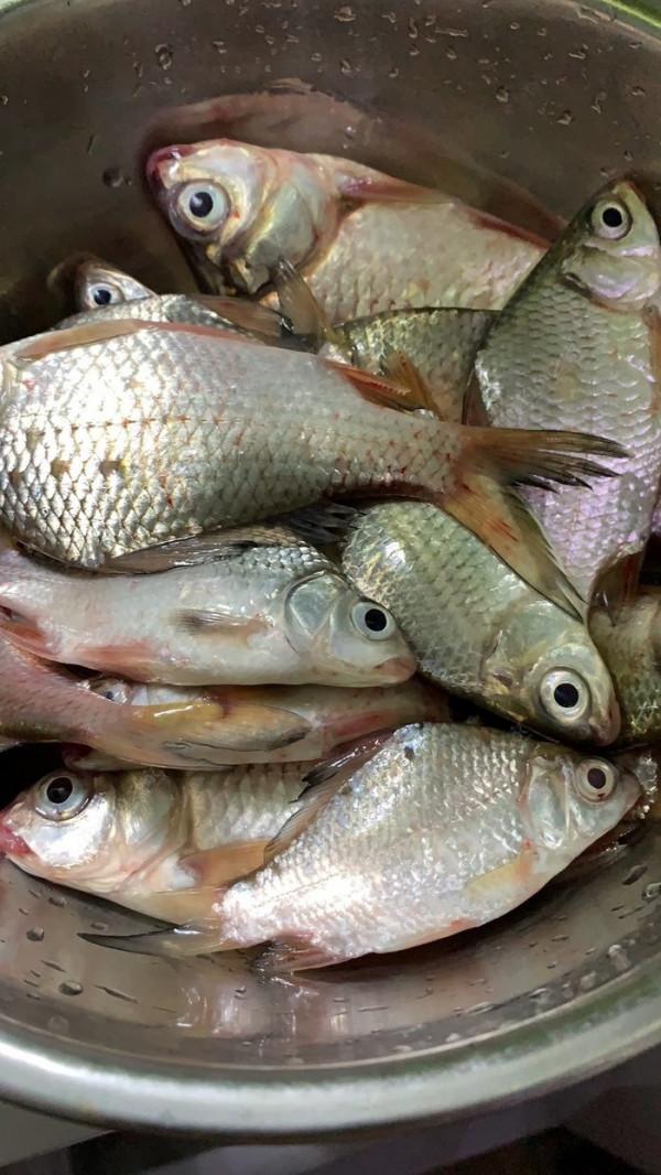 高背鯽即將狂口,野釣攻略分享 高背鯽即將狂口,野釣攻略分享