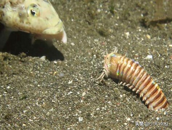 世界上最長的多毛類動物&mdash;&mdash;博位元蟲，進來看看味道如何