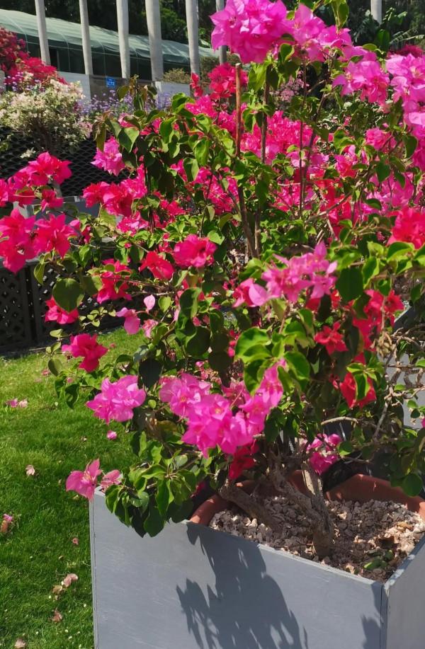 觀賞精品杜鵑 觀賞精品杜鵑