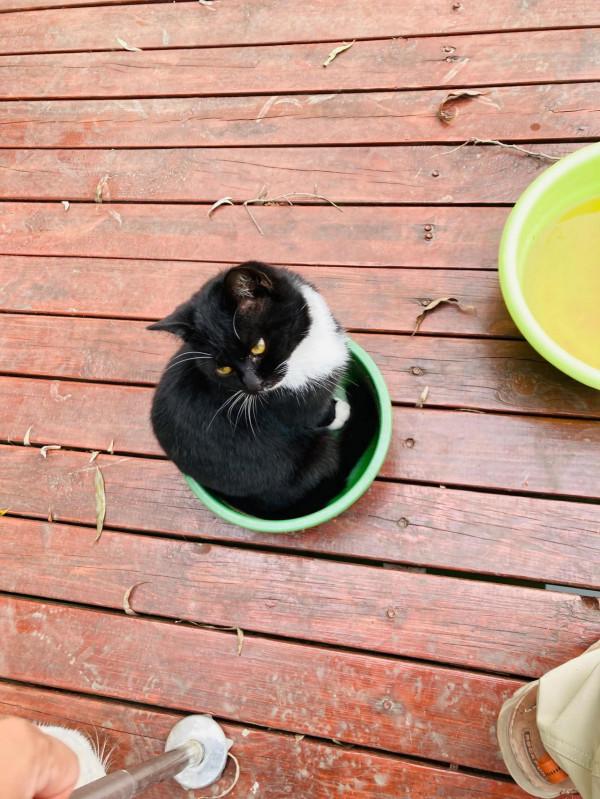 與貓結緣了 與貓結緣了