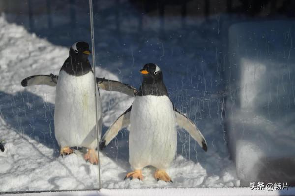 新年來陶然亭公園打卡雪世界