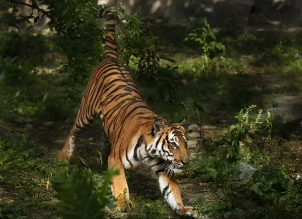 50年代湖南“百虎圍村”,10年間2000多人慘死虎口,究竟有何緣由 50年代湖南“百虎圍村”,10年間2000多人慘死虎口,究竟有何緣由