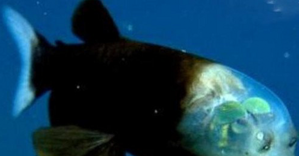 深海魚種的奇特魚類管眼魚